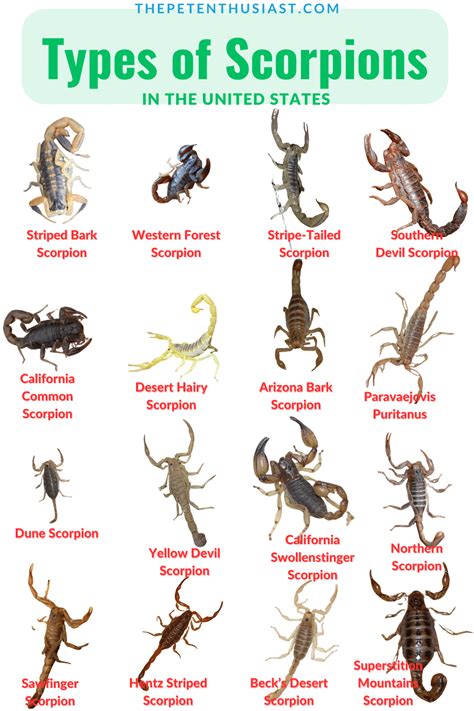 27 Types of Scorpions (Pictures and Identification) .